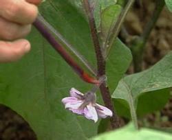 Prevention and control measures of falling flowers of eggplant in greenhouse