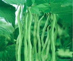 High-yield cultivation techniques of kidney bean