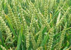 Cultivation techniques of Barley with Cell mulching Agent