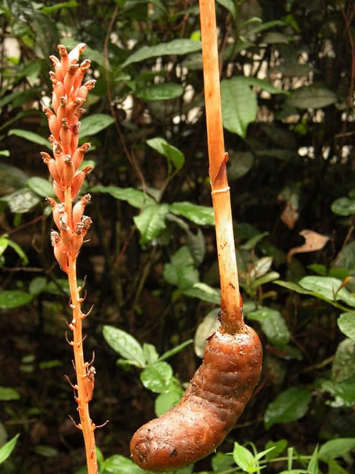 This plant sucks nutrients through its roots, fungi, and flowers without leaves to see the lazy gold industry.