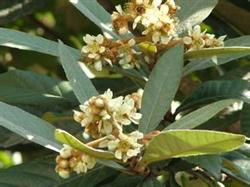 High yield and good pre-flowering Fertilizer for Loquat