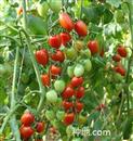 How to increase production by planting cherry tomatoes in greenhouse?