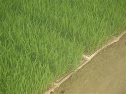 How to prevent Diseases and insect pests in the stage of raising Rice seedlings