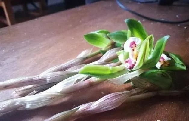 The spring orchid bud is dry when it is unearthed because it is not done well in these aspects. Now it is not too late to know