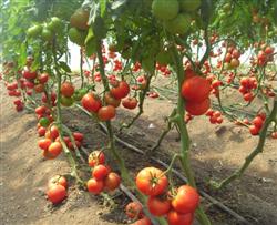 Tomato fertilizer-saving and water-saving technology in warm winter greenhouse