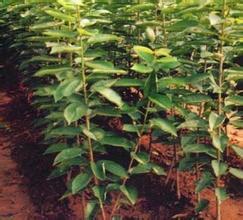 Cultivation methods of dwarfing cherry seedlings