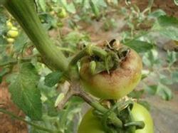 How to identify tomato late blight