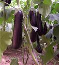 Key points of eggplant cultivation in Crown King