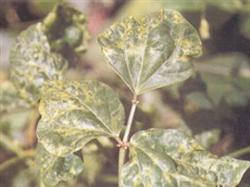 Direct seeding cultivation techniques of mung bean in summer