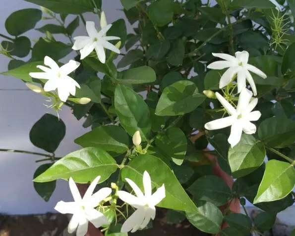 Cut the jasmine like this. The flowers are white and full of jasmine fragrance.