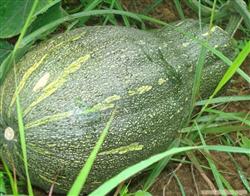 Cultivation techniques of Honey Pumpkin in Spring