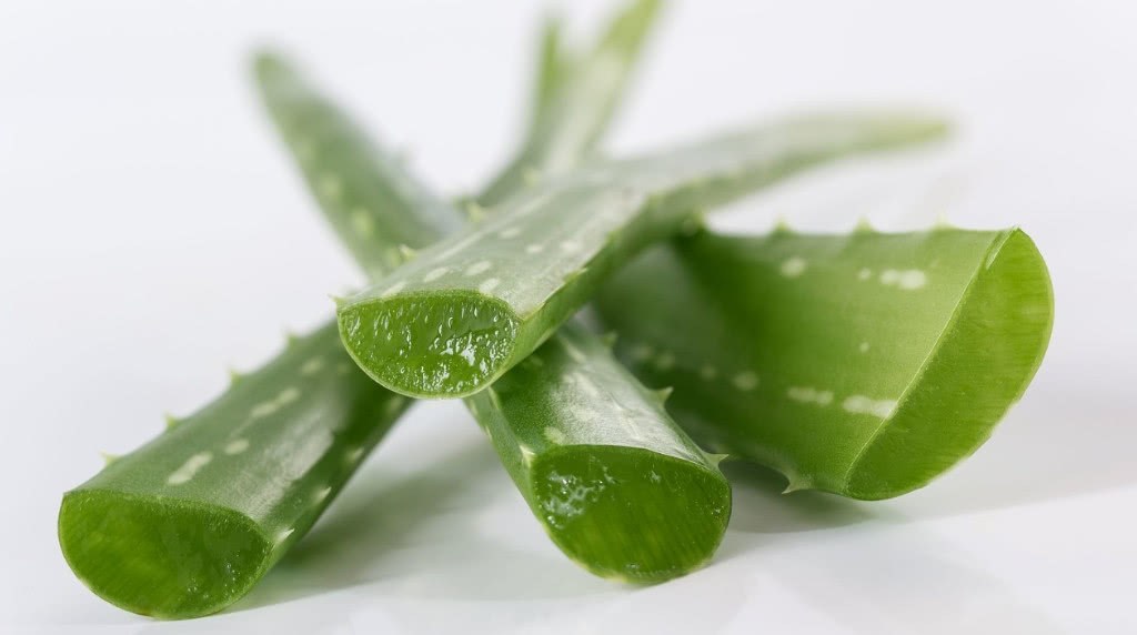 Don't you know that aloe vera blossoms? Netizen: I thought I bought fake aloe.