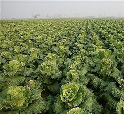 Seed selection and cultivation techniques of Chinese Cabbage