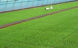 Timely and early planting of rice is beneficial to increase yield.