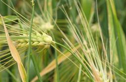 Technology of reducing Ice and Snow disaster in Barley