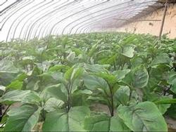 Pollution-free production and cultivation techniques of eggplant in greenhouse