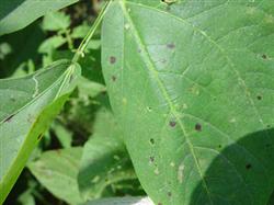 Main diseases and control methods of beans