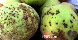 Peach fruit long black spot is what disease how to prevent and cure?