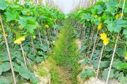 Reasonable falling vine according to the plant growth of wax gourd