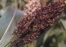 Occurrence and control of head smut in sorghum