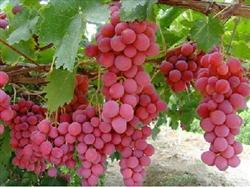 Control methods of grape diseases in rainy season