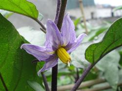 Key points of management techniques for cross pollination of eggplant