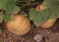 How to make a pumpkin in spring