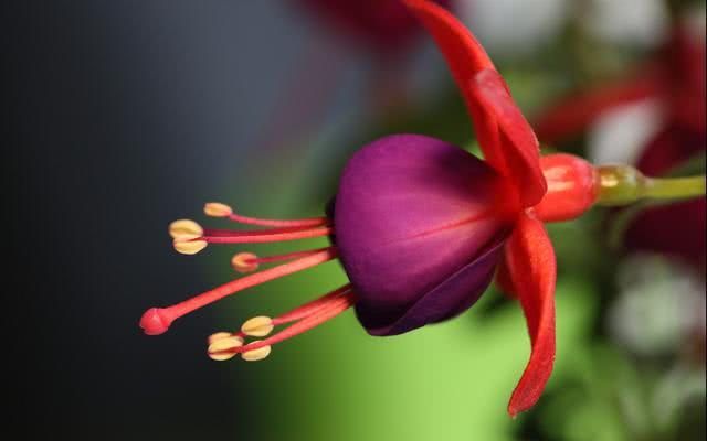 Full of practical information this summer and autumn transition period, these flowers should have some tips for watering.