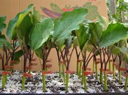 Annual cultivation techniques of grafted eggplant