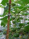 Cultivation techniques of Pumpkin in greenhouse in Spring