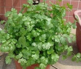 With a little trick to grow parsley at home, the seedlings come out quickly, neatly and flourishingly.