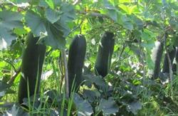 High-yield cultivation techniques of wax gourd in early spring in greenhouse