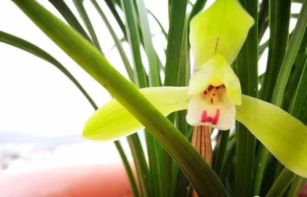 Is fertilization in spring orchid bract good for orchids? Do a good job and grow more and stronger in the coming year.