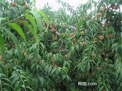 What planting techniques do peach trees have?