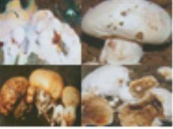 How to control verrucosporium of Pleurotus ostreatus