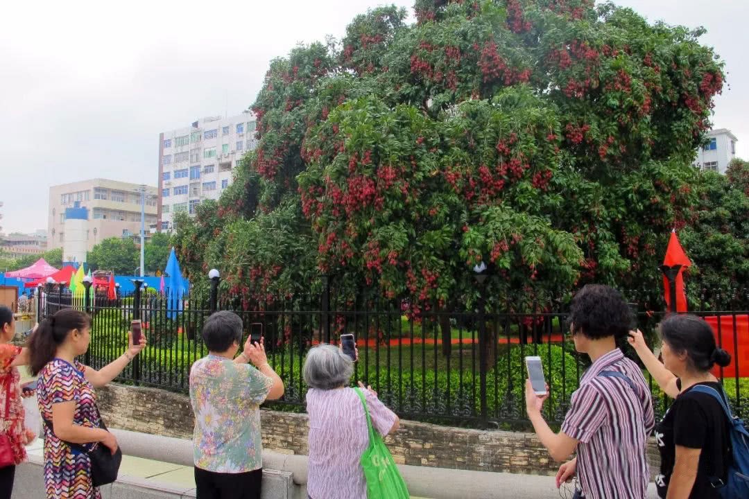 At that time, it was almost chopped down, a single fruit worth 550000, which is a fruit that Tuhao can afford.