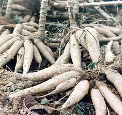 Early and rational fertilization of cassava