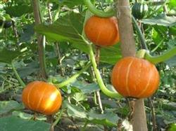 Key points of cultivation techniques of small pumpkin in spring