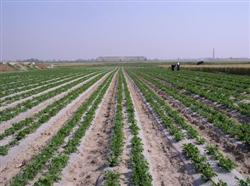 Plastic film mulching is the key to high yield of spring peanut.