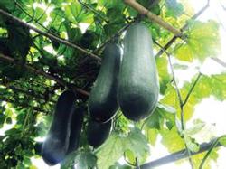 Cultivation points and technical methods of summer wax gourd