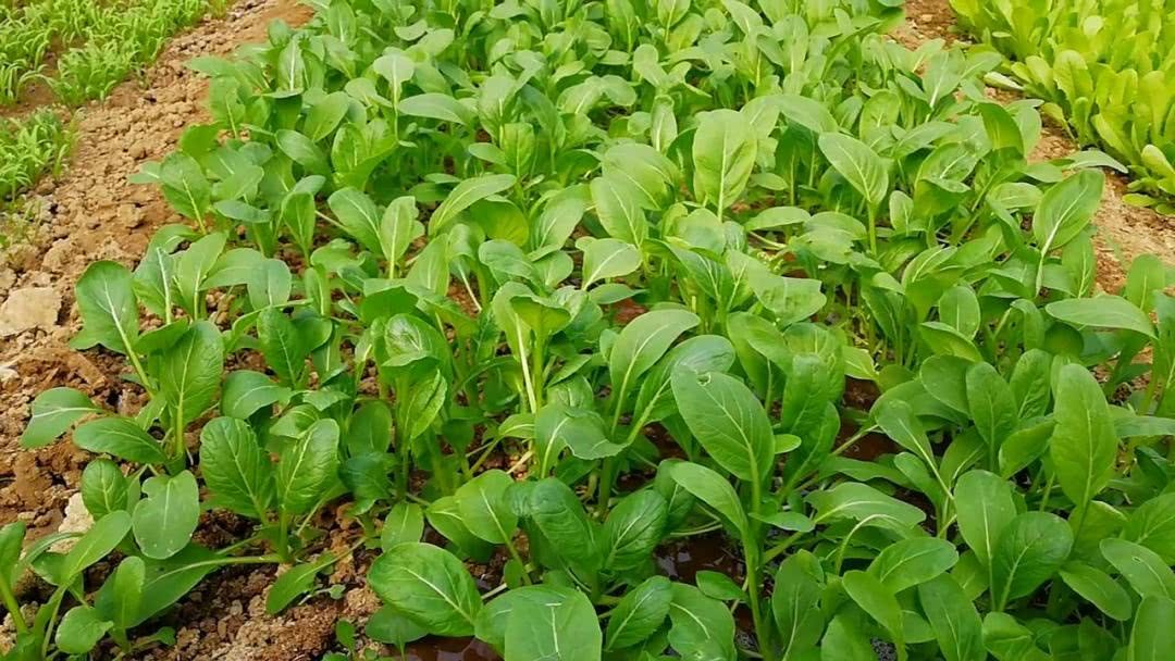 Grow these vegetables in September and you can't finish them in winter.