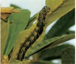 How to strengthen the management of loquat in winter