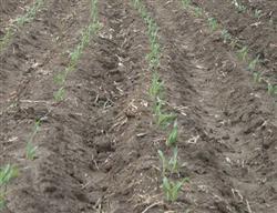 High-ridge sparse planting and High-yield cultivation techniques of Spring Maize