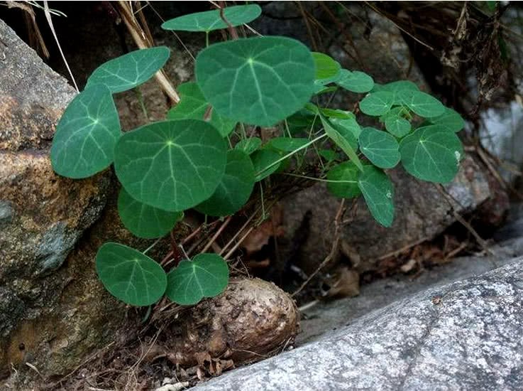 It is better to raise flowers than to raise traditional Chinese medicine. This kind of mountain tortoise can climb all over the wall and accumulate money in a pot.