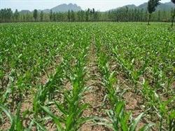 The key points of how to plant spring corn well