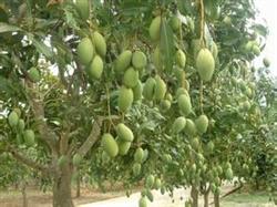 Field management of pollution-free mango