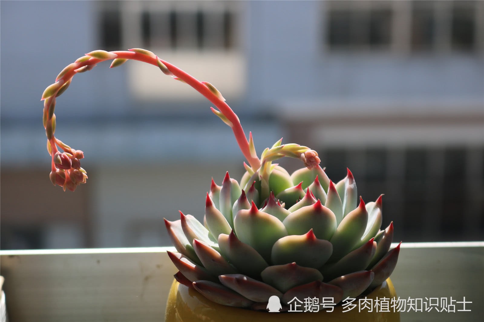 The succulent garden is really lively on a sunny day after the rain.