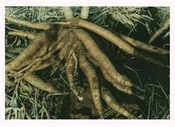 High-yield cultivation techniques of cassava