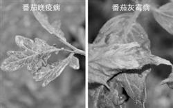 How to identify Tomato late Blight and Botrytis cinerea