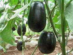 Method for preventing and controlling stiff seedling of greenhouse eggplant